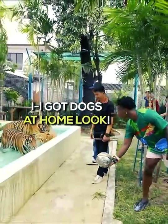 iShowSpeed ALMOST GETS ATTACKED BY A TIGER 💀