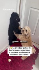 LA DIVERTIDA PELEA DE DOS HERMANOS PERRUNOS