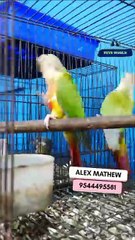 Pine Apple Conure | പൈൻ ആപ്പിൾ കോന്യൂർ ജോഡി |  9544495581 / 9745382306