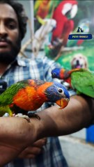 ഇണക്കി എടുക്കാൻപറ്റിയ ലോറി കീറ്റ് |  Tamed Lorikeet |  9544495581 / 9745382306