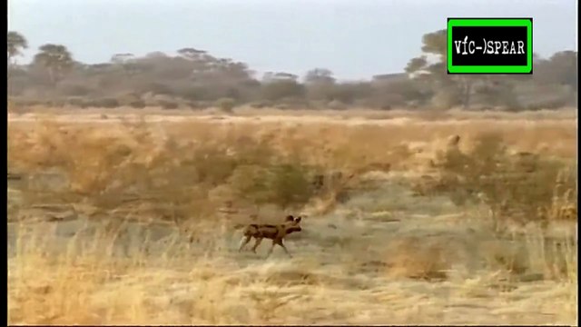 Al Cuidado de la Naturaleza: Tico y los Perros Salvajes - Documental (1995) - Español Latino