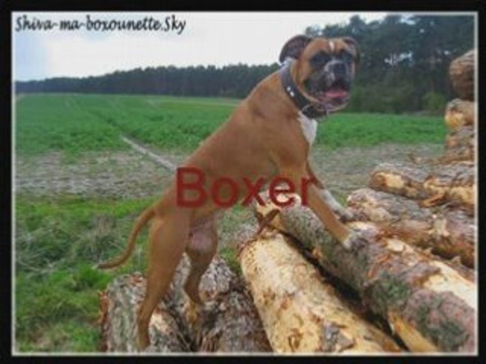 Molosse-Bully Concours