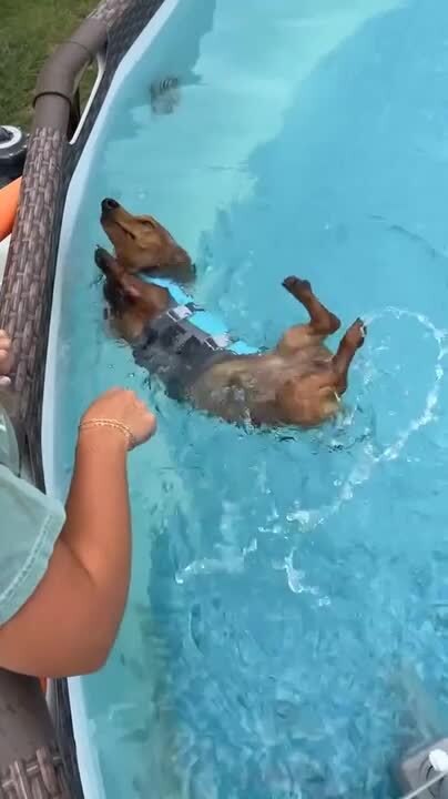 Dachshund Wearing Life Jacket Flips While Float...