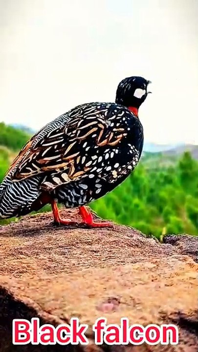 All video about birds life and hunting birds etc
