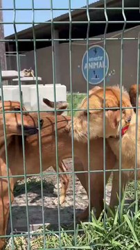 Pulgas y garrapatas en perros y gatos: síntomas, tratamiento y prevención según expertos en San Nicolás