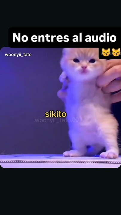 Gatito 😁😽