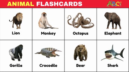 Animal Flashcards for Toddlers | Learn Animal Names with Over 100 Different Animals for Kids