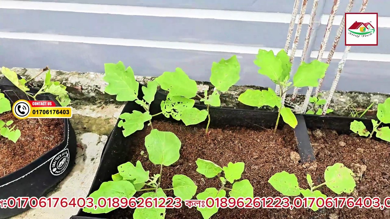 Geo Bag-এ শিকড় প্রযুক্তি দিয়ে সবজি চাষ | Root Tech Gardening in Grow Bag | Rooftop Farming Tips