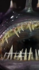 Anglerfish: The Deep Sea Predator with a Glowing Trap!