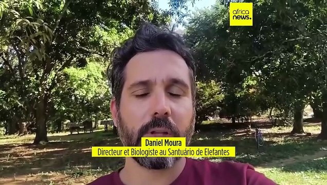 Brésil : un sanctuaire pour '' éléphants solitaires''