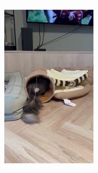 Cats just want to have fun :) Weekend vibes - funny cat compilation #cats #shorts