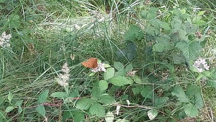Feeding Butterfly - Meijendel, The Netherlands