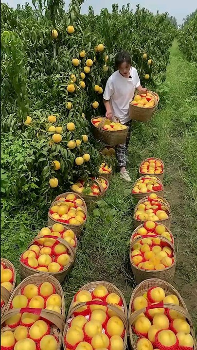 Really these fruits taste unique🍓🍉🍒🍎#fruit​ #nature​ #garden​ #gardening​ #vegetables​