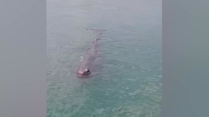 부산 기장 대변항에 향고래 출현..."밖으로 유도 중" / YTN