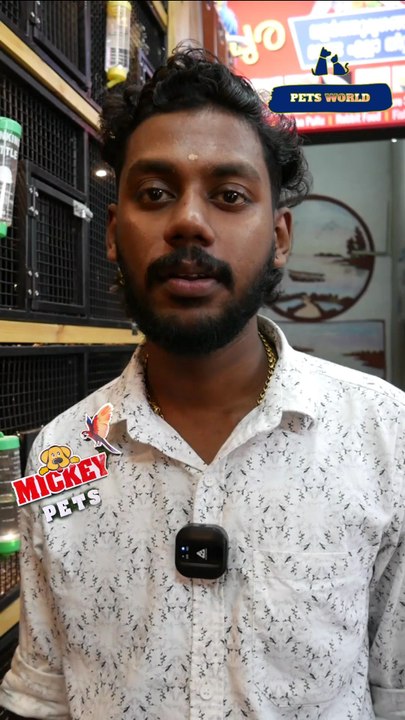 അടിപൊളി ബ്ലാക്ക് ഹെഡഡ് കൈക്ക്| Black Headed Caique #petsworld #caique   #reels ഈ ഷോപ്പിന്റെ അഡ്രസ്സ് "മിക്കി  പെറ്റ്സ്" ബി‌ജെ‌പി ജില്ലാ ഓഫീസിന് സമീപം,പത്തനംതിട്ട.ഫോണ്‍ നമ്പര്‍ - 80896 90746/98463 90746/ 0468 2964521Mickey Pets & Aquarium