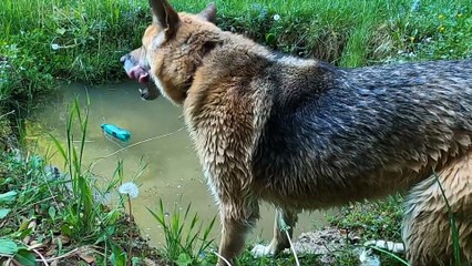 Adorable Dog Swimming Shorts! 🐶 Watch These Cute Canines Splash Around