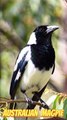 Australian Magpie