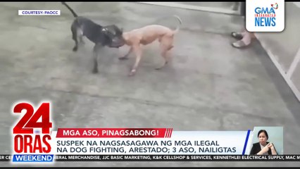 Suspek na nagsasagawa ng mga ilegal na dog fighting, arestado; 3 aso, nailigtas | 24 Oras Weekend