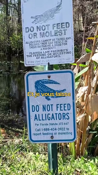JOUR 3 ： Les Everglades et les alligators