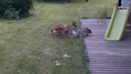 Fox and rabbit fight breaks out on a porch and gets interrupted