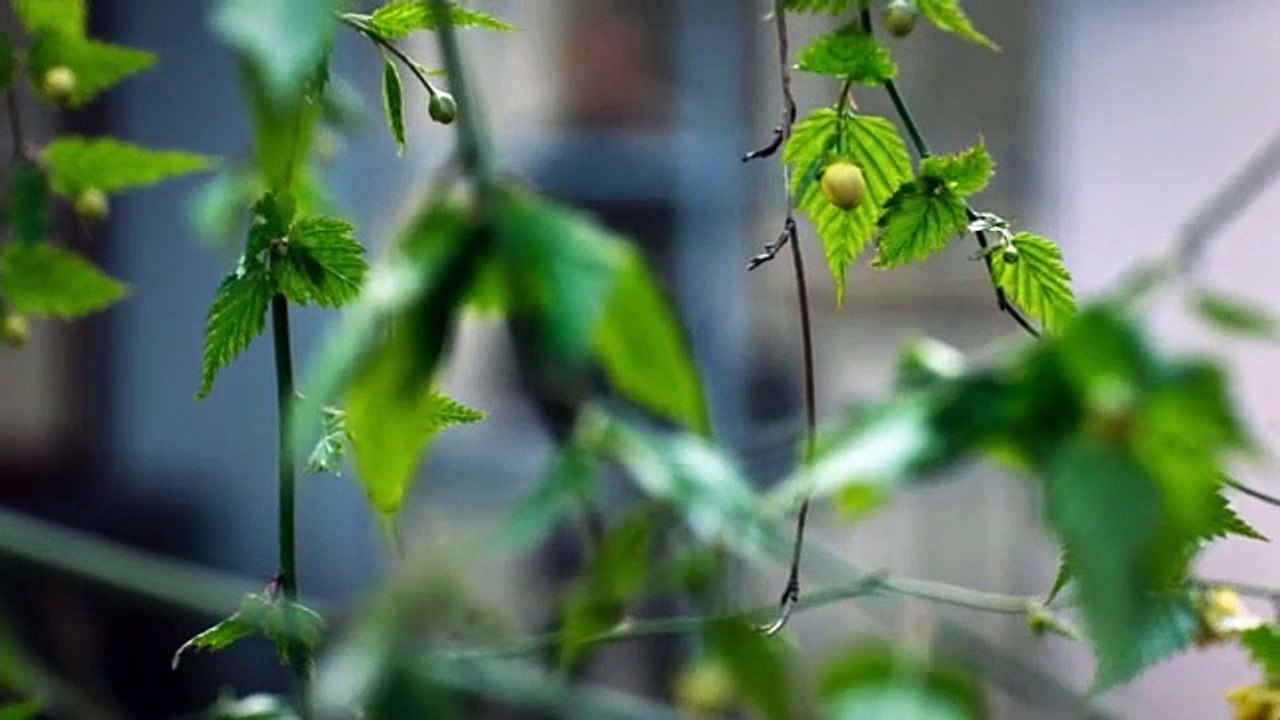 Nord bei Nordwest-Der Transport