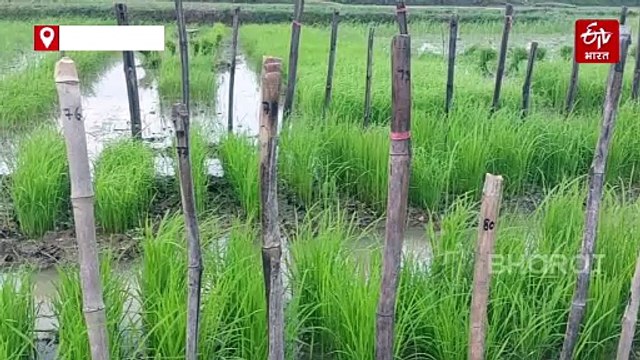 नहीं देखी होगी देसी धान की ऐसी खेती, 172 किस्मों से लहलहा रहे किसान के खेत