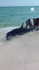 Florida Couple Helps Shark Back into Ocean - AccuWeather