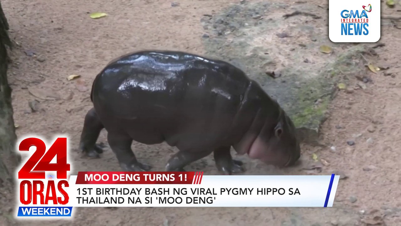 1st birthday bash ng viral pygmy hippo sa Thailand na si 'Moo Deng' | 24 Oras Weekend