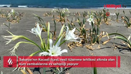 Servet değerinde! Tek bir dalın bedeli 380 bin TL