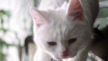 Os animais mais fofos do mundo N•81