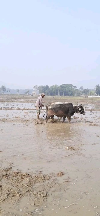 یہ چاول کی  فصل کےلیےزمین تیارہورہی ہے۔