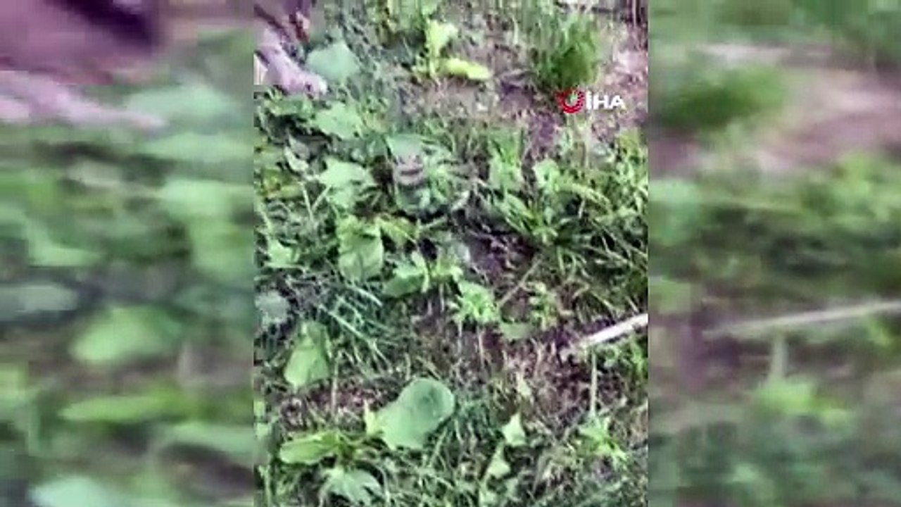 Kedilerle yavru yılanın karşılaşması kamerada!