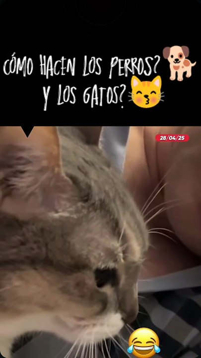 Michito bilingüe 😽