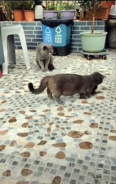 Un oiseau encerclé par les chats reste très zen