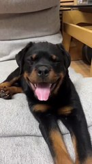 Rottweiler Dog #shorts #dog #puppy #pet