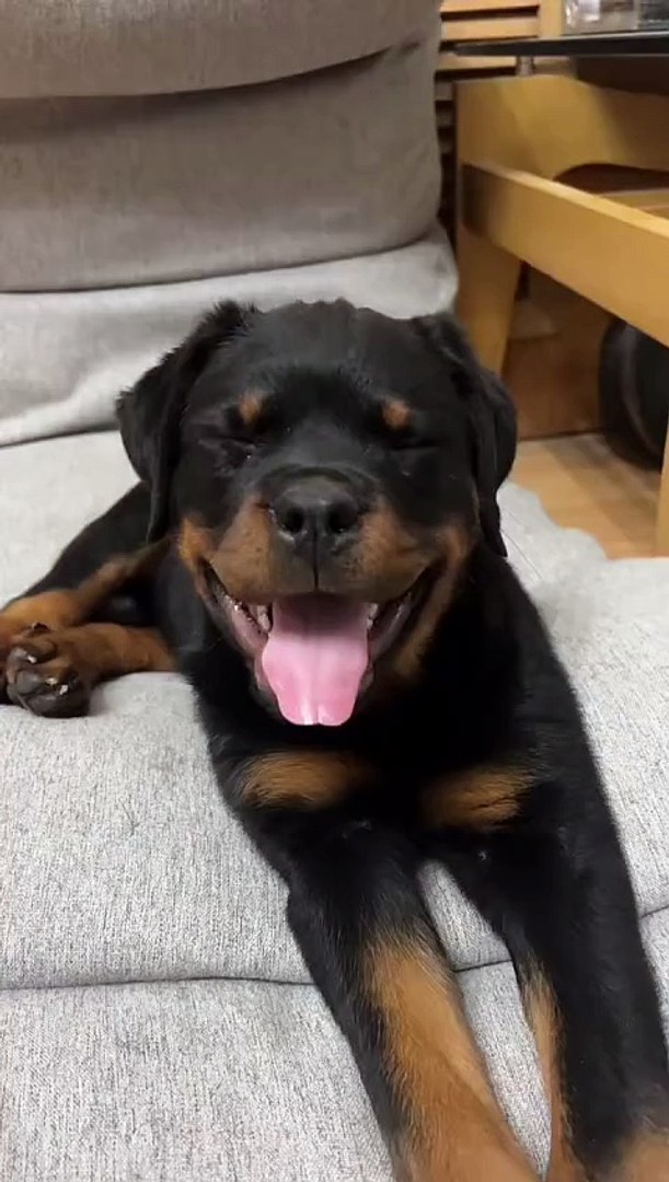 ⁣Rottweiler Dog #shorts #dog #puppy #pet