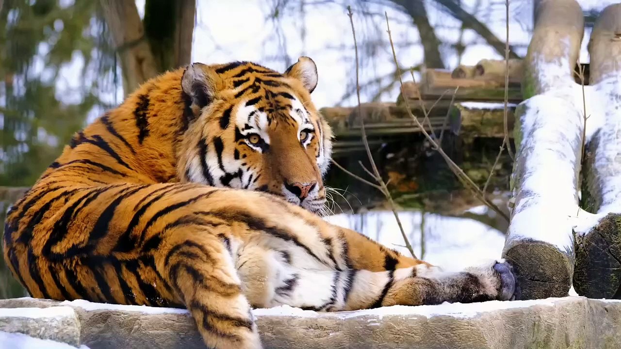 Os animais mais fofos do mundo N•84