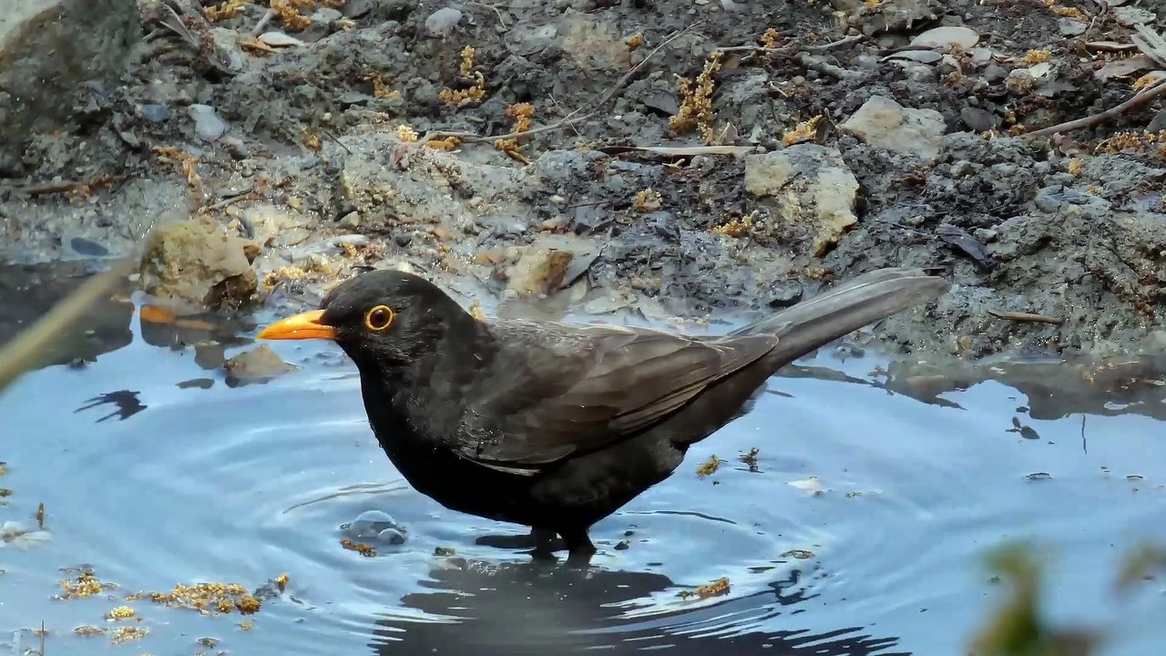 Os animais mais fofos do mundo  n•58