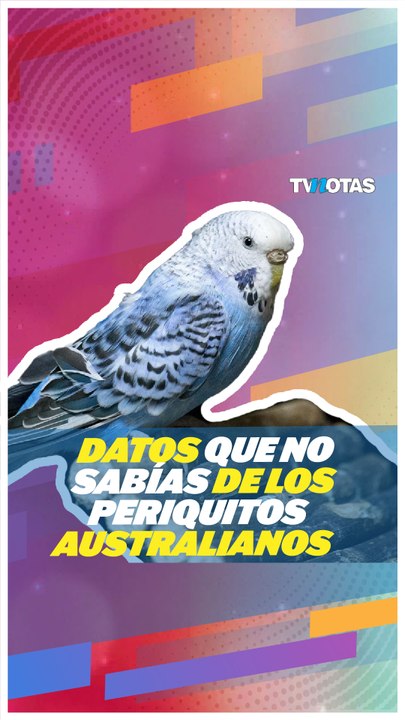 Datos importantes que NO sabías de los periquitos australianos.