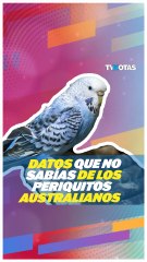 Datos importantes que NO sabías de los periquitos australianos.