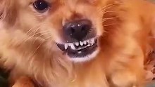dog sees his own portrait priceless reaction! 🤣