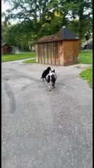 black sheep jumps like crazy can't stop laughing! 🤣🤣🤣