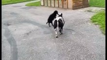 black sheep jumps like crazy can't stop laughing! 🤣🤣🤣