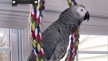 this parrot will make you cry laughing 😂