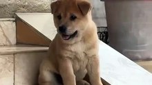 just look at this beautiful dog so adorable! ❤️