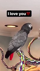 parrot says i love you cutest thing ever! ❤️