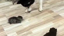adorable dog and kittens hanging out cuteness overload! 💖