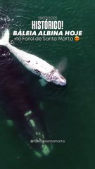 Filhote semialbino de baleia-franca é visto ao lado da mãe na costa de SC
