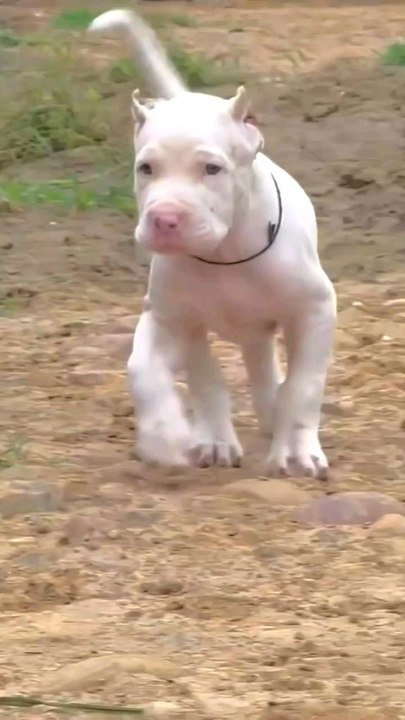 Pakistani buli dog 🐕 baby