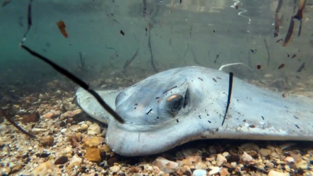 Algal bloom 'devastation' prompts royal commission call in South Australia